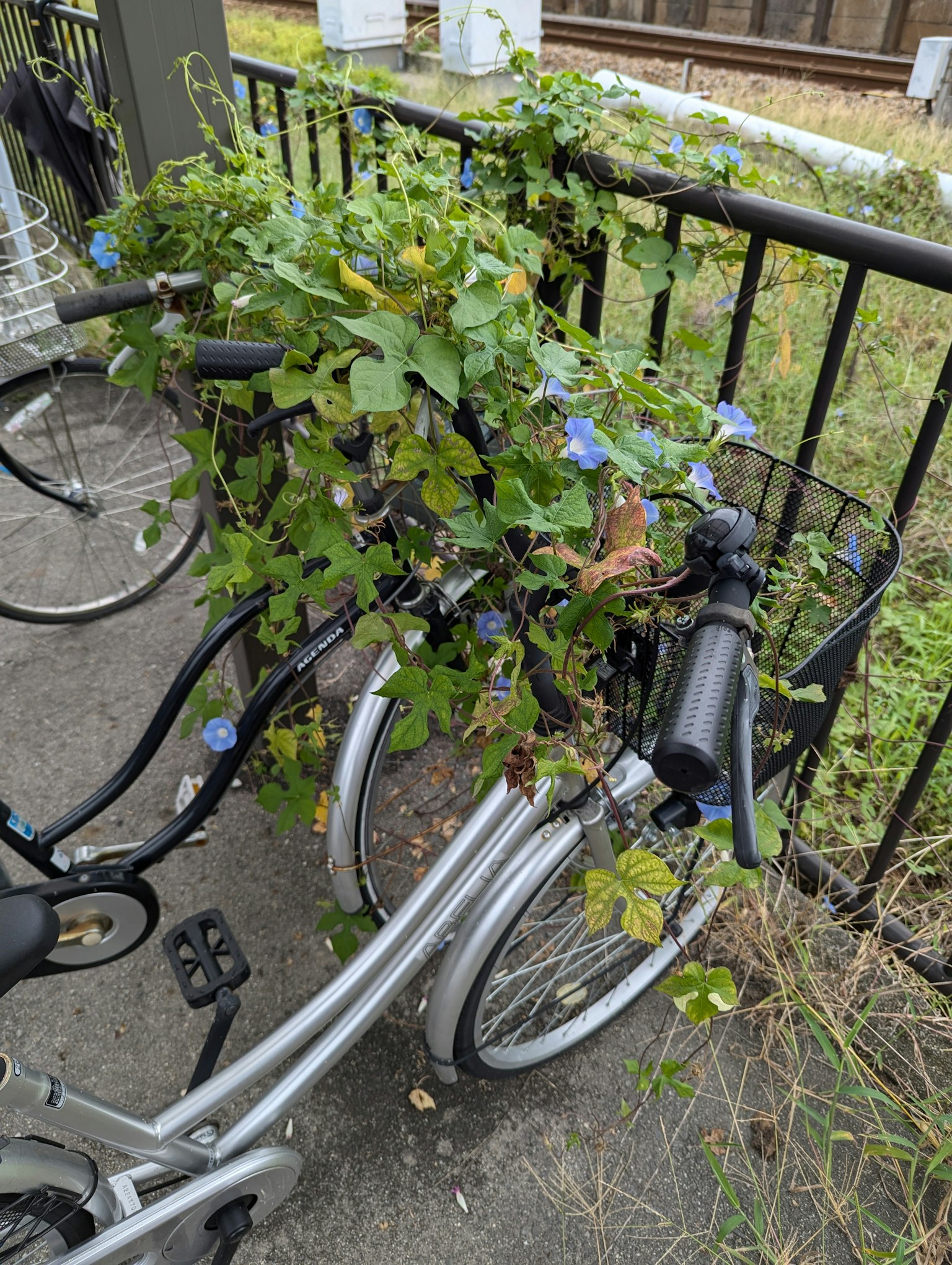 與綠色植物和藍色花朵糾纏的自行車