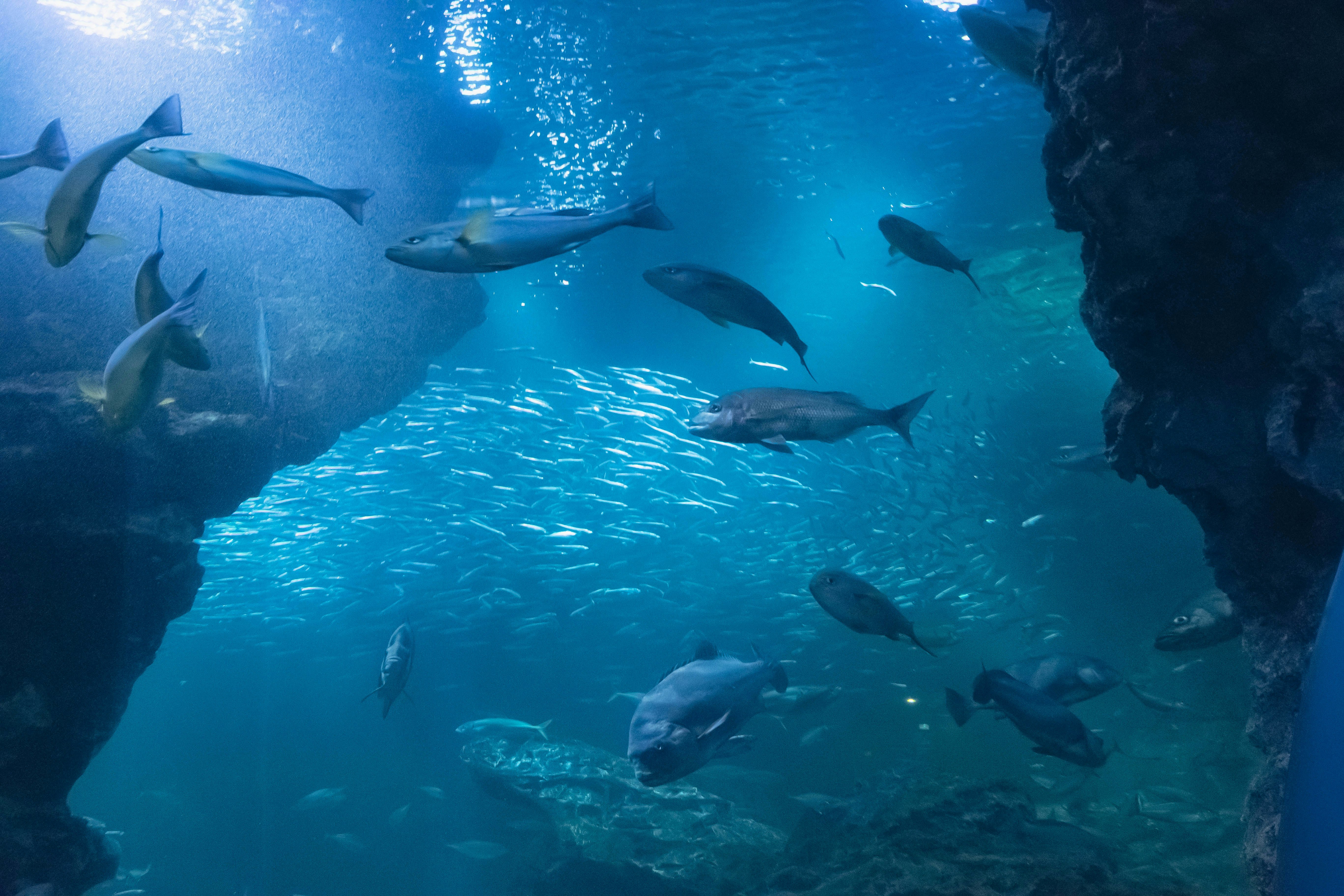 京都水族館の青い水槽で泳ぐ魚たちの水中景観