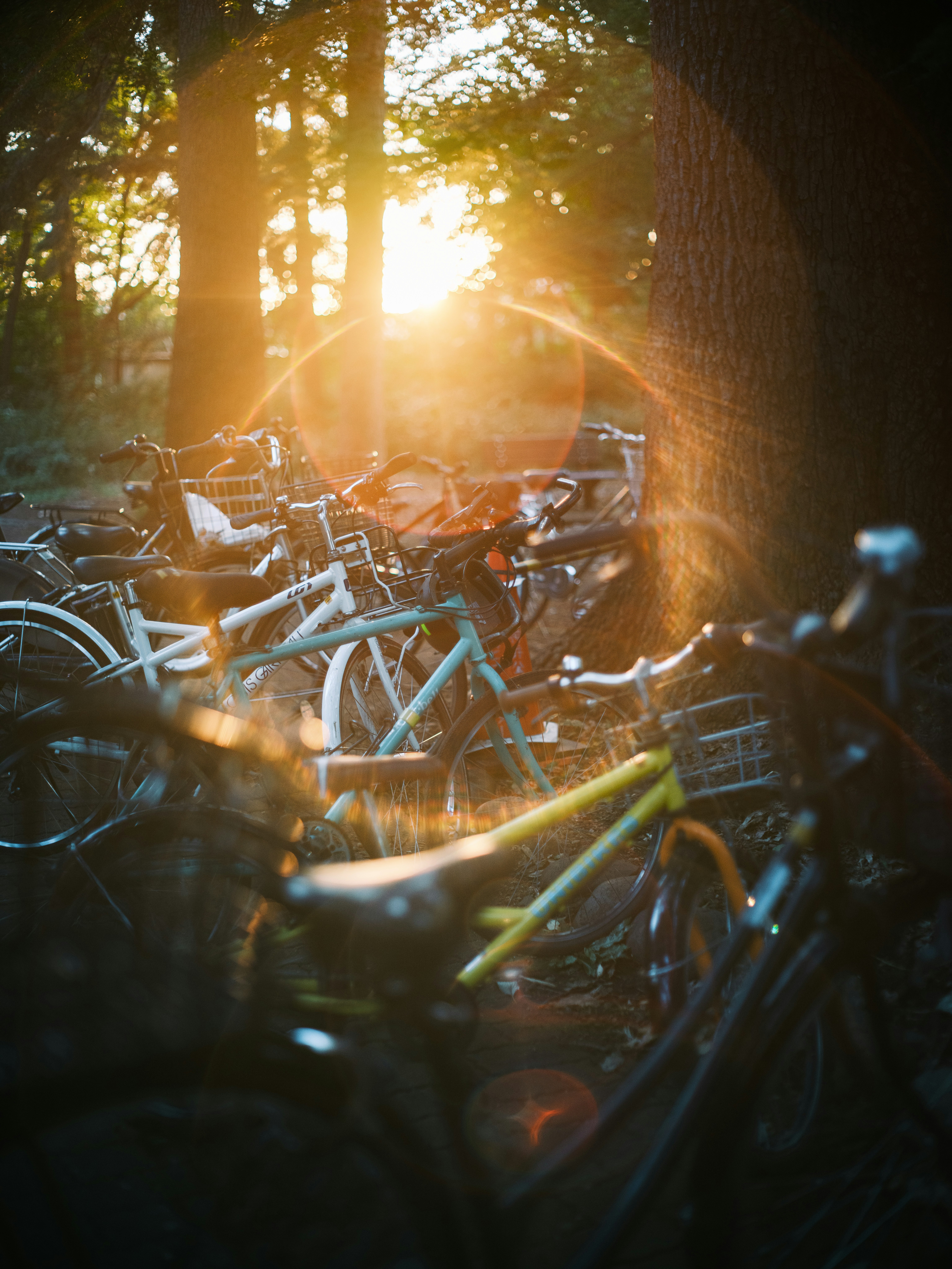 木の幹のそばに並ぶ自転車と夕日の光