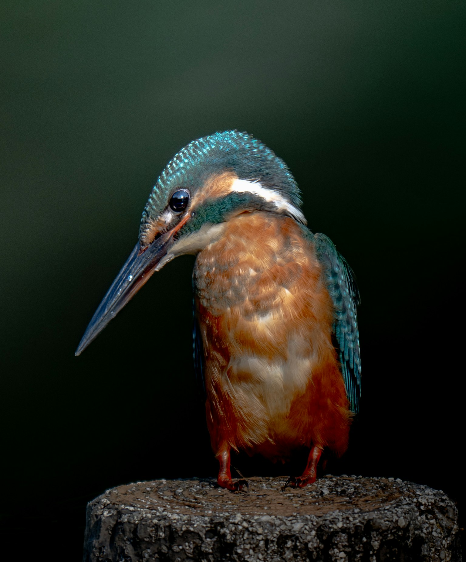 Un hermoso martinete con cabeza azul posado en un tronco de madera