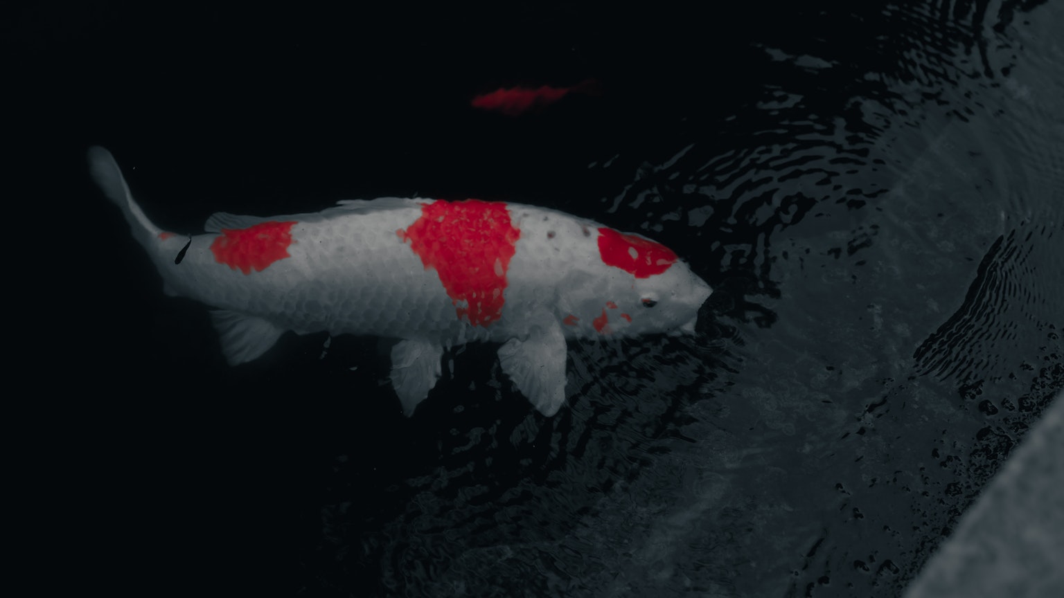Un pesce koi bianco con macchie rosse che nuota in acqua scura