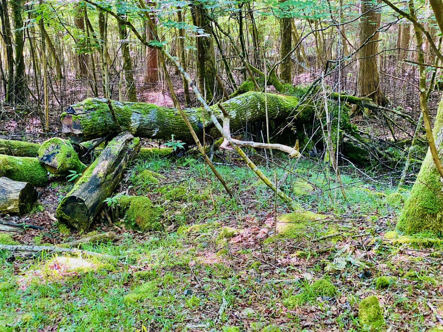 Escena forestal con troncos caídos cubiertos de musgo y vegetación