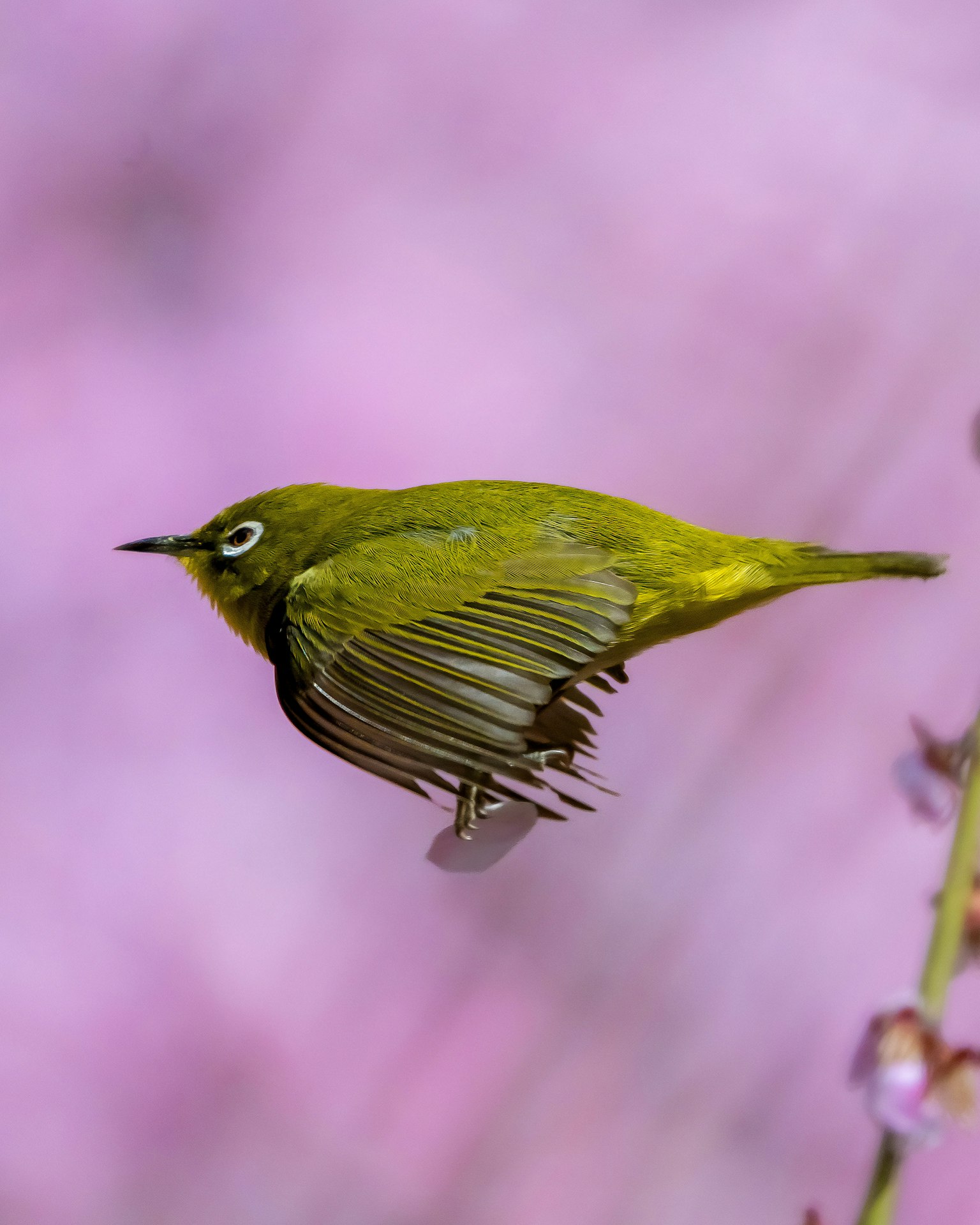 Un pájaro de ojos blancos volando con fondo de flores rosadas