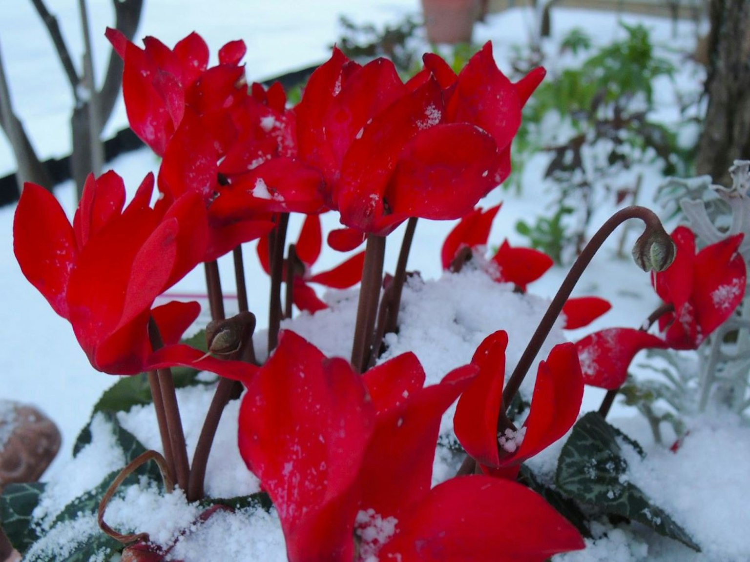 Flores de ciclamen rojas vibrantes floreciendo en la nieve