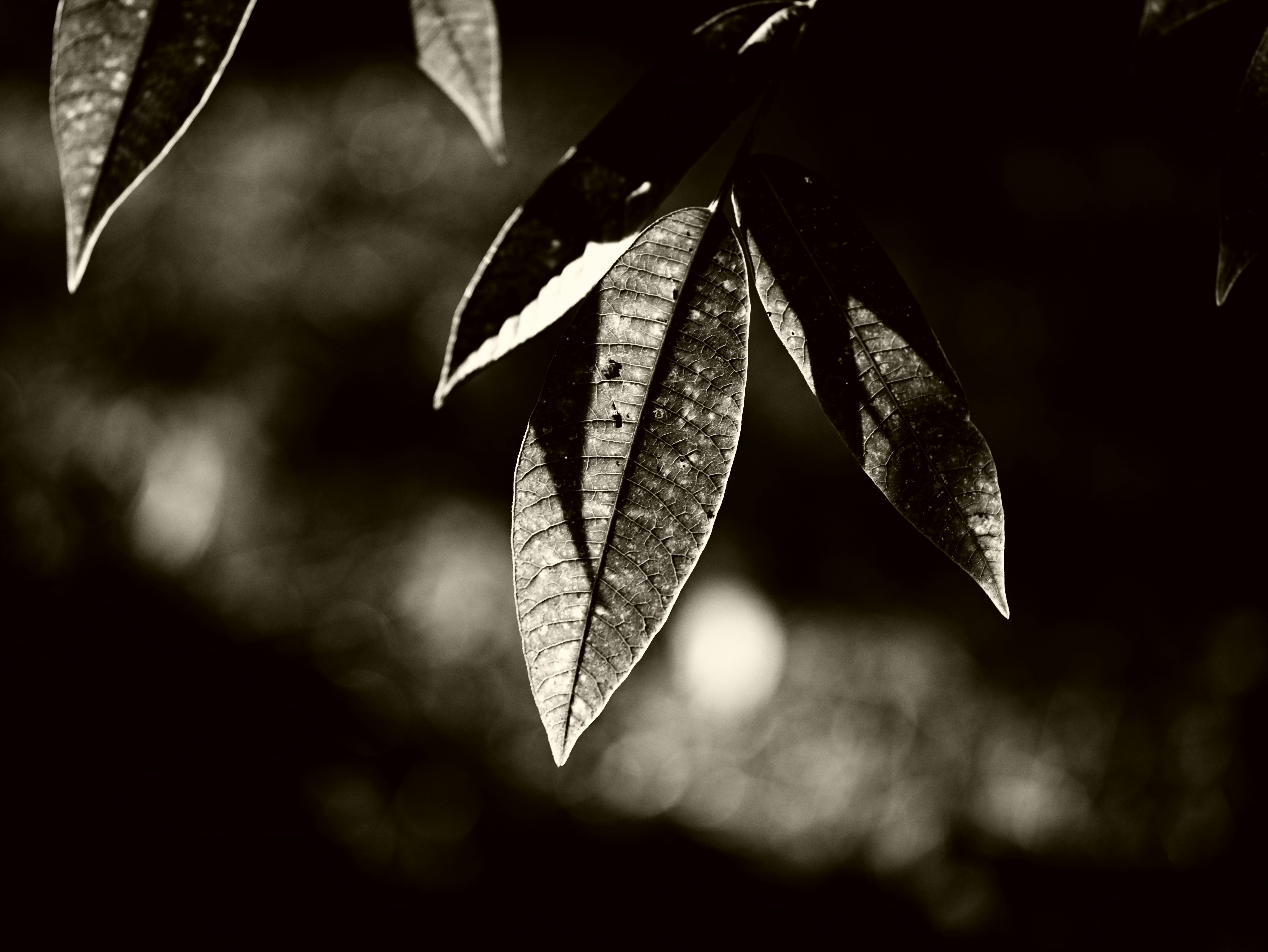 Primer plano de hojas en blanco y negro que muestran un hermoso contraste de luz y sombra