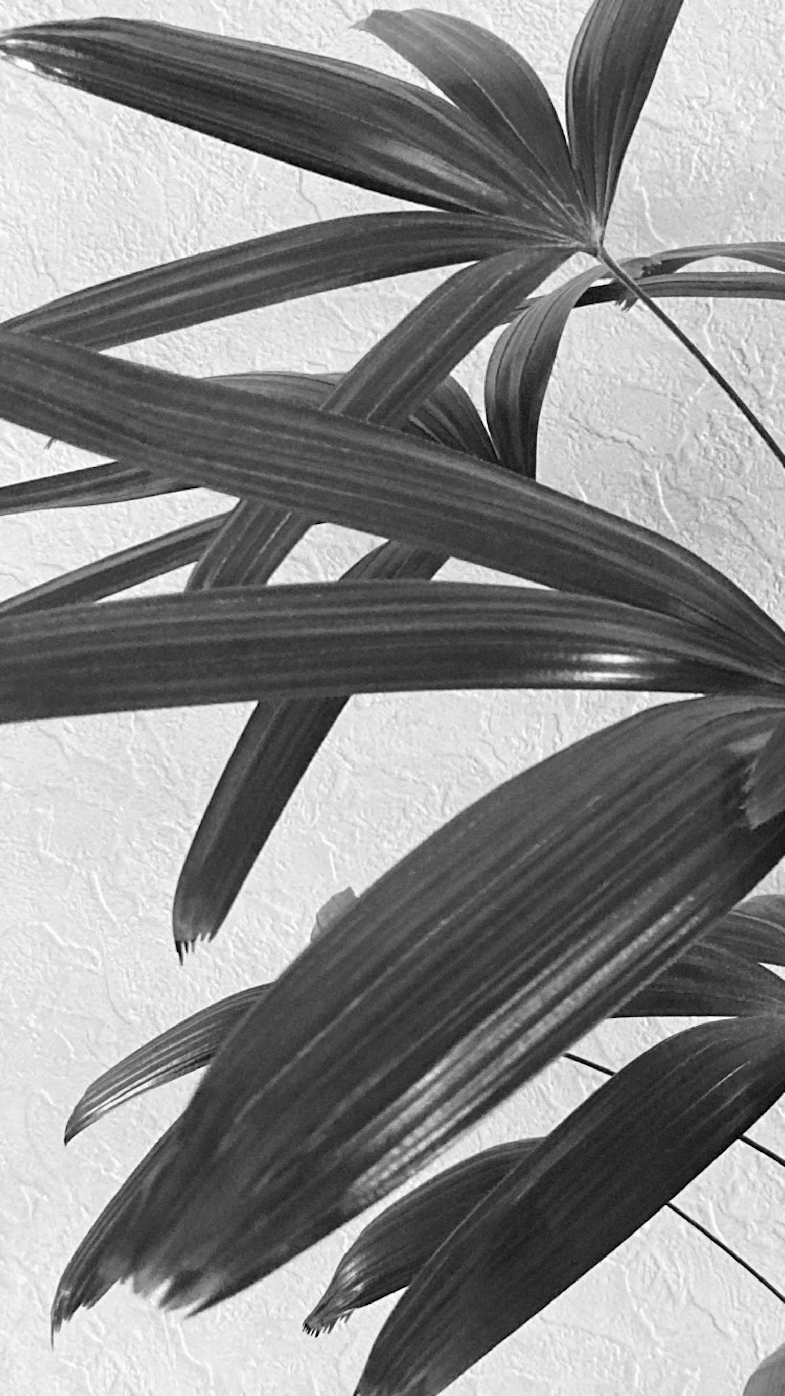 Feuilles vertes se chevauchant sur un fond noir et blanc