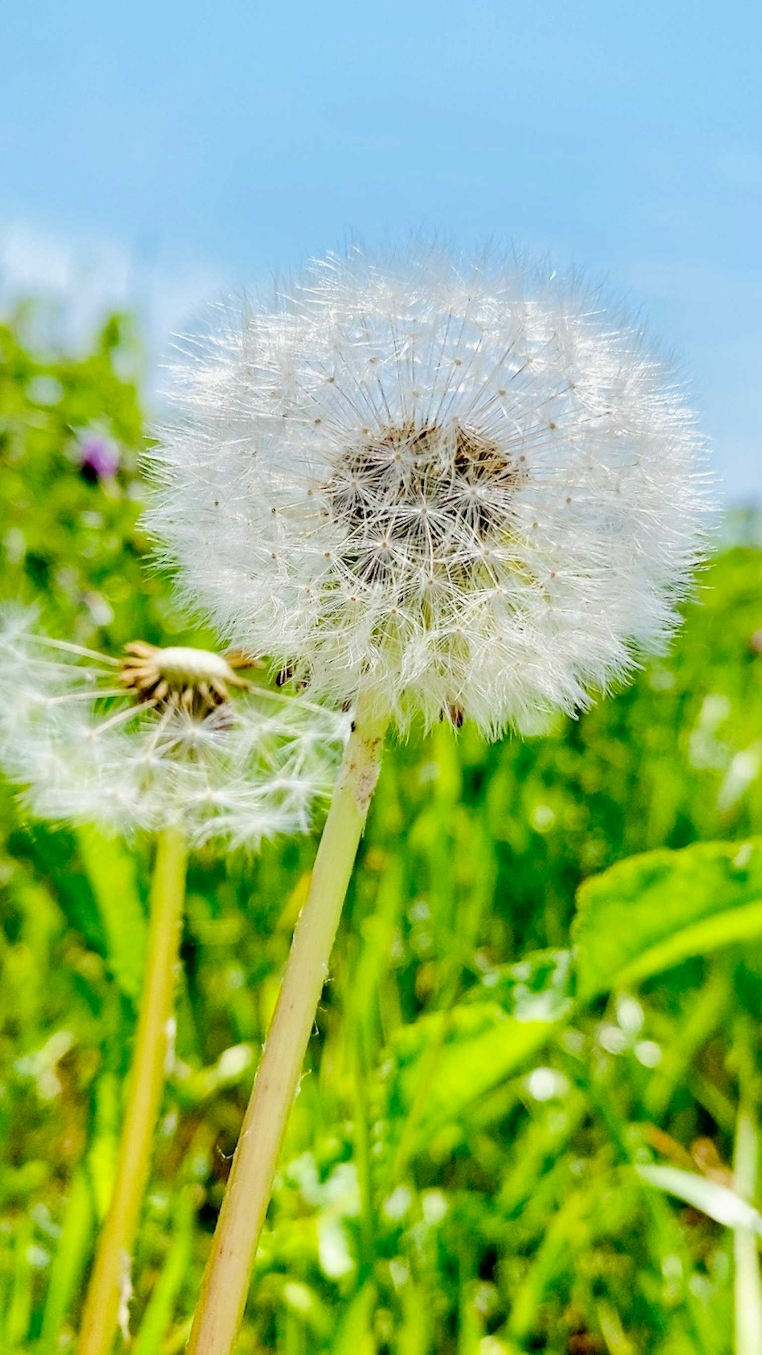 ดอกแดนดิไลออนสีขาวเปล่งประกายใต้ท้องฟ้าสีฟ้า