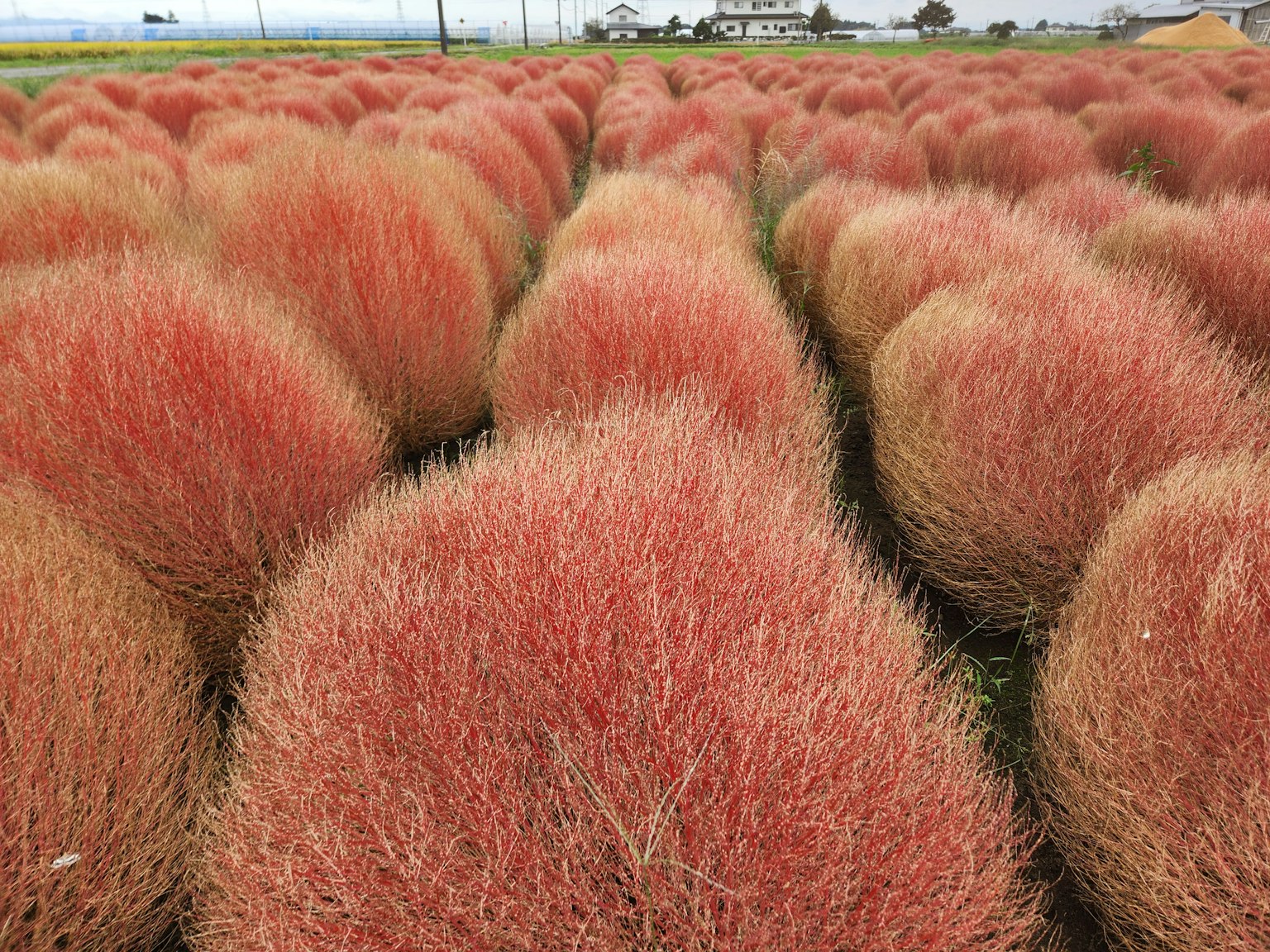 ทุ่งของพืชทรงกลมสีแดงคล้ายหญ้าที่เรียงกันเป็นแถว