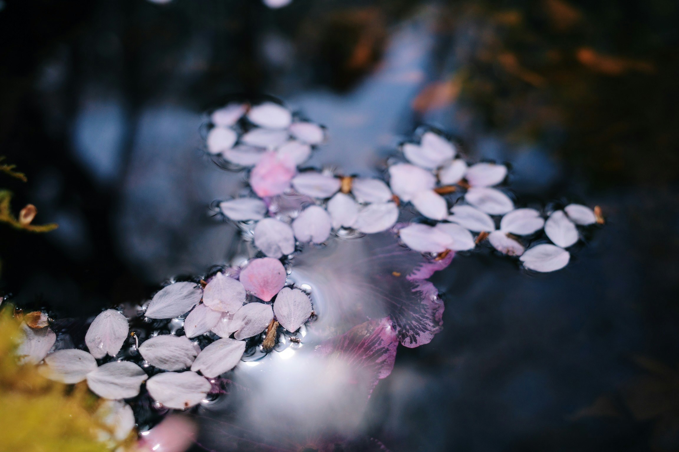 水面に浮かぶ桜の花びらのクローズアップ