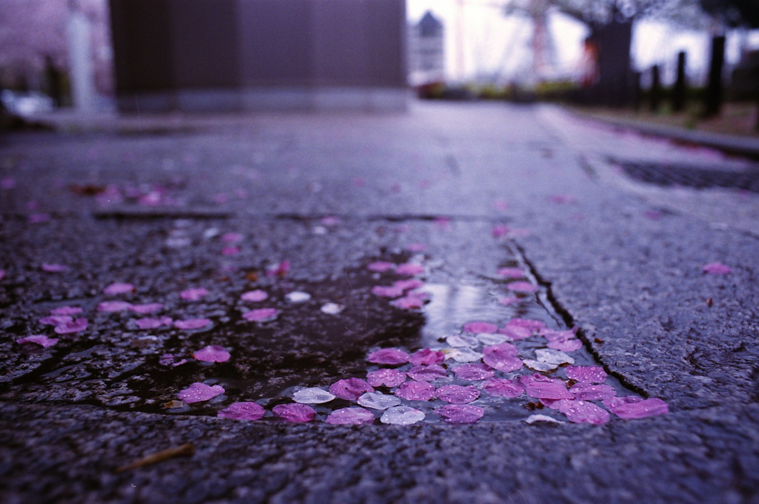 Close-up of cherry blossom petals scattered on a wet pavement