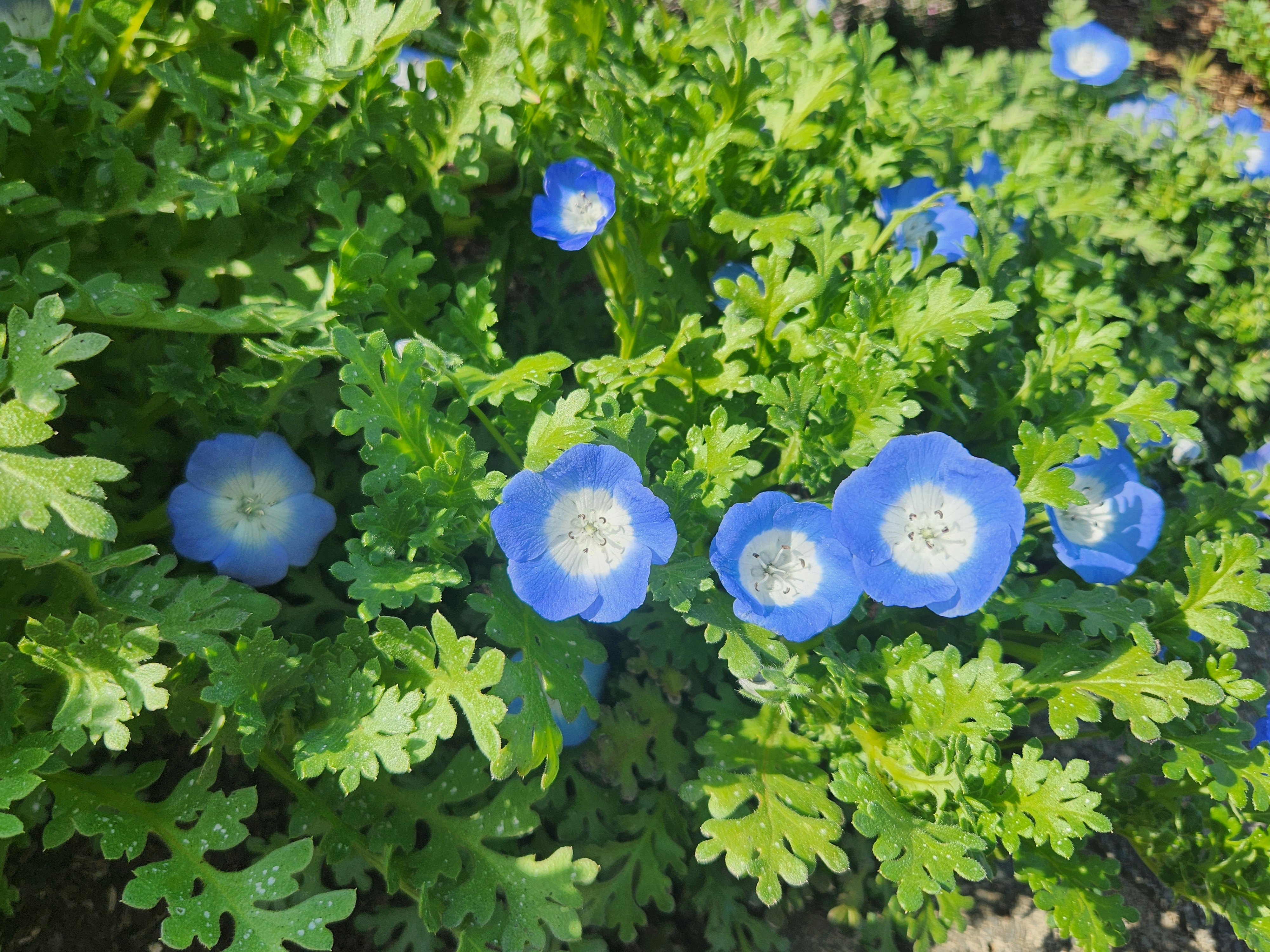 ネモフィラの青い花が咲く初夏の花畑