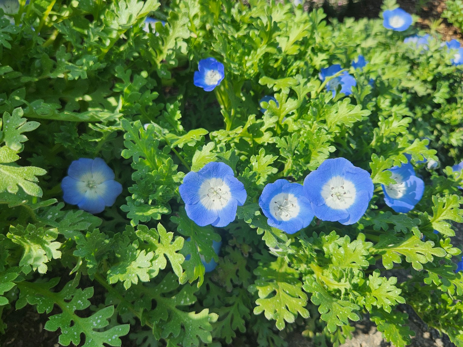 Gros plan de fleurs bleues épanouies parmi des feuilles vertes