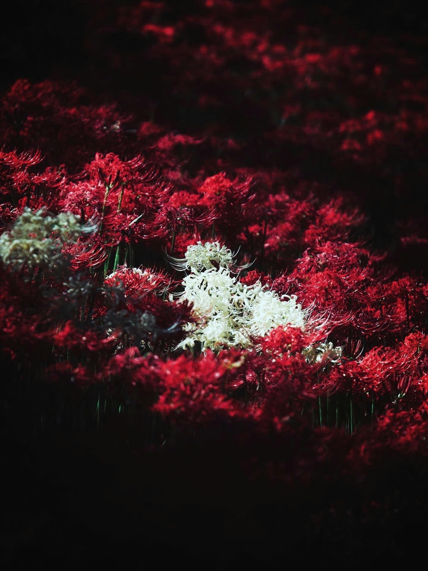 赤と白の彼岸花が群生する花畑