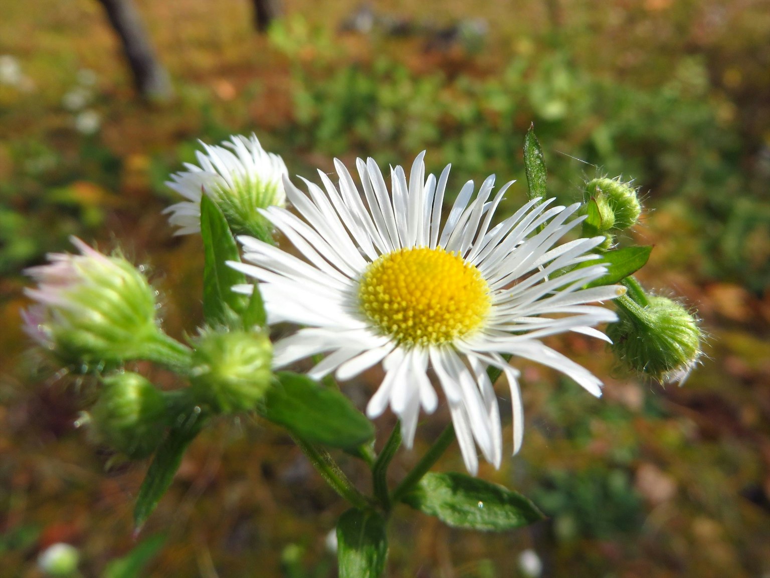 A white flower with yellow center surrounded by green buds