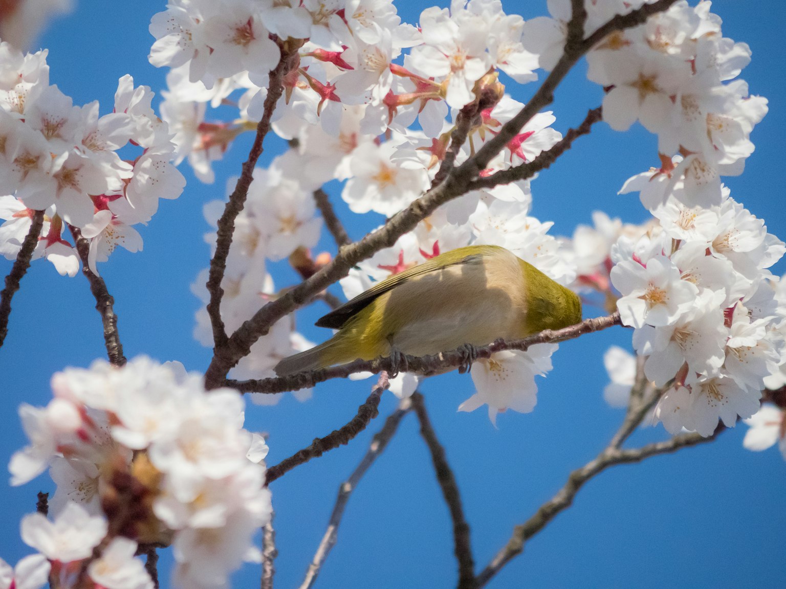 Burung hijau kecil di antara bunga sakura