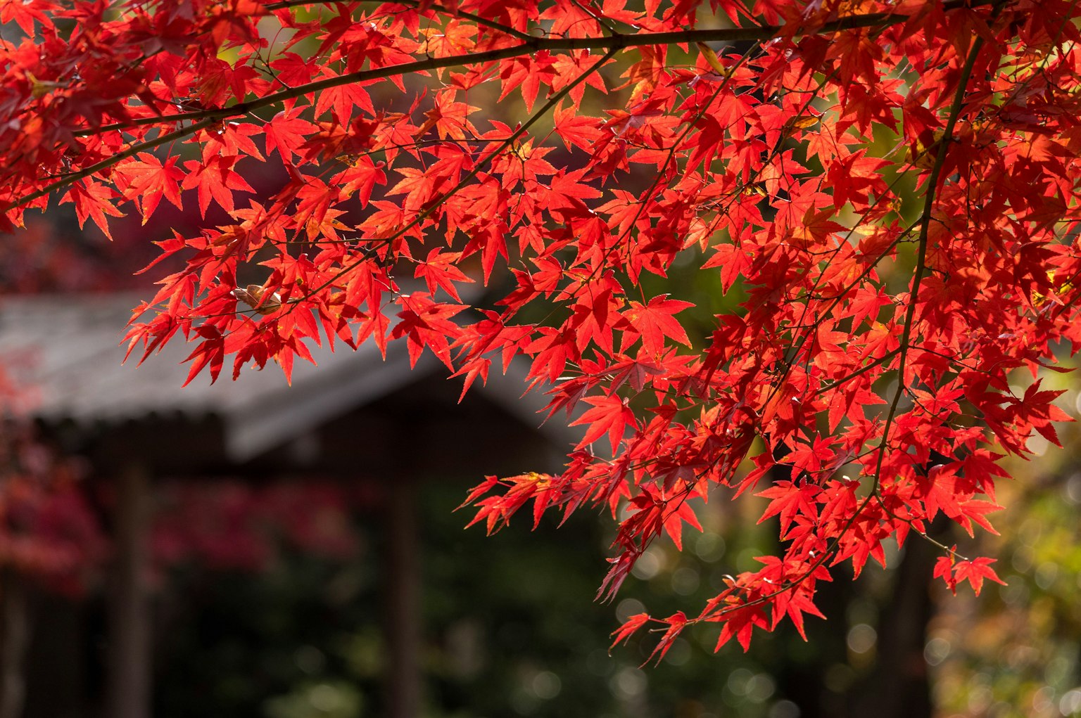 Vibrant red maple leaves on branches with a traditional Japanese building in the background
