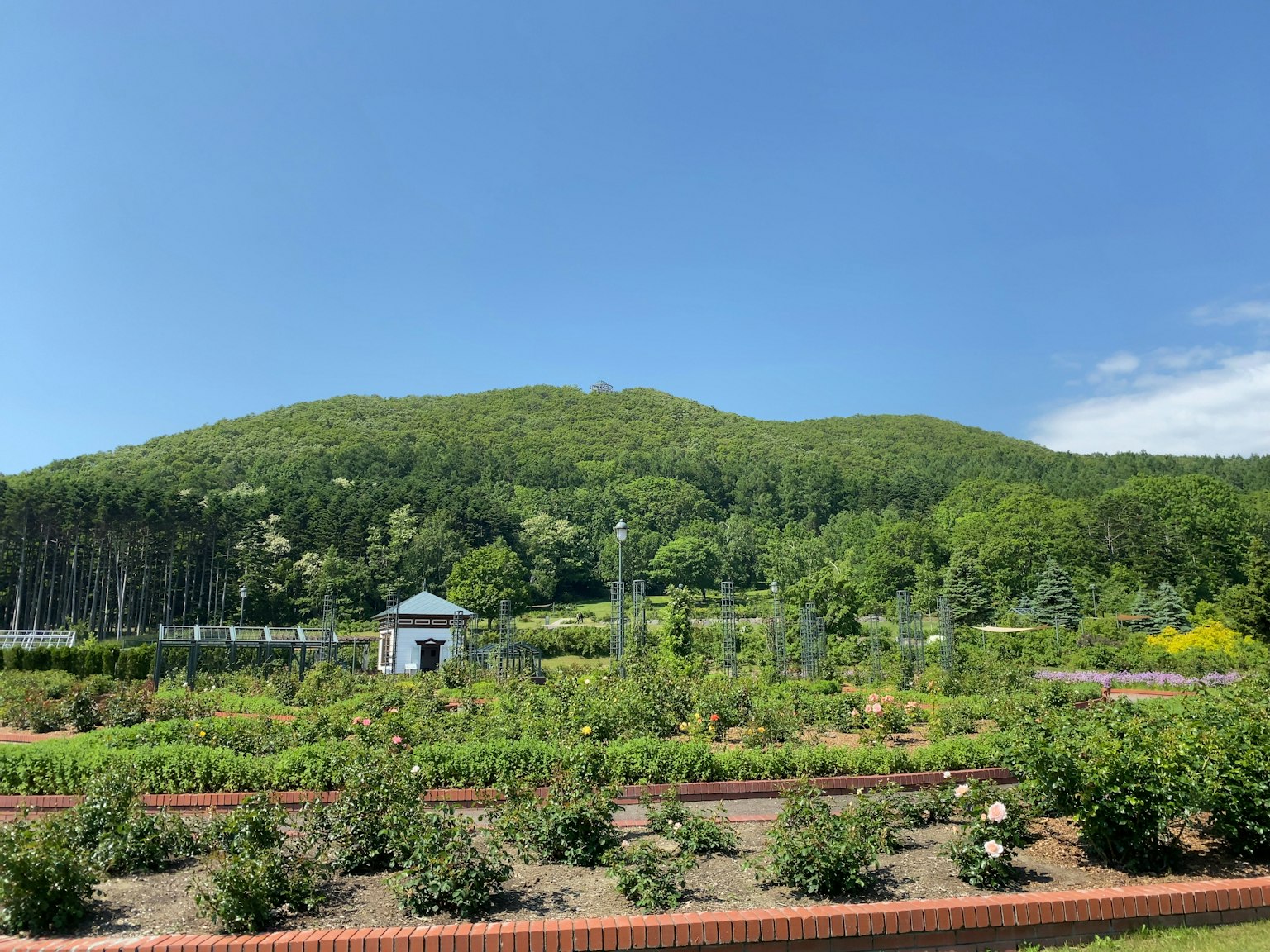 郁郁葱葱的山与花园