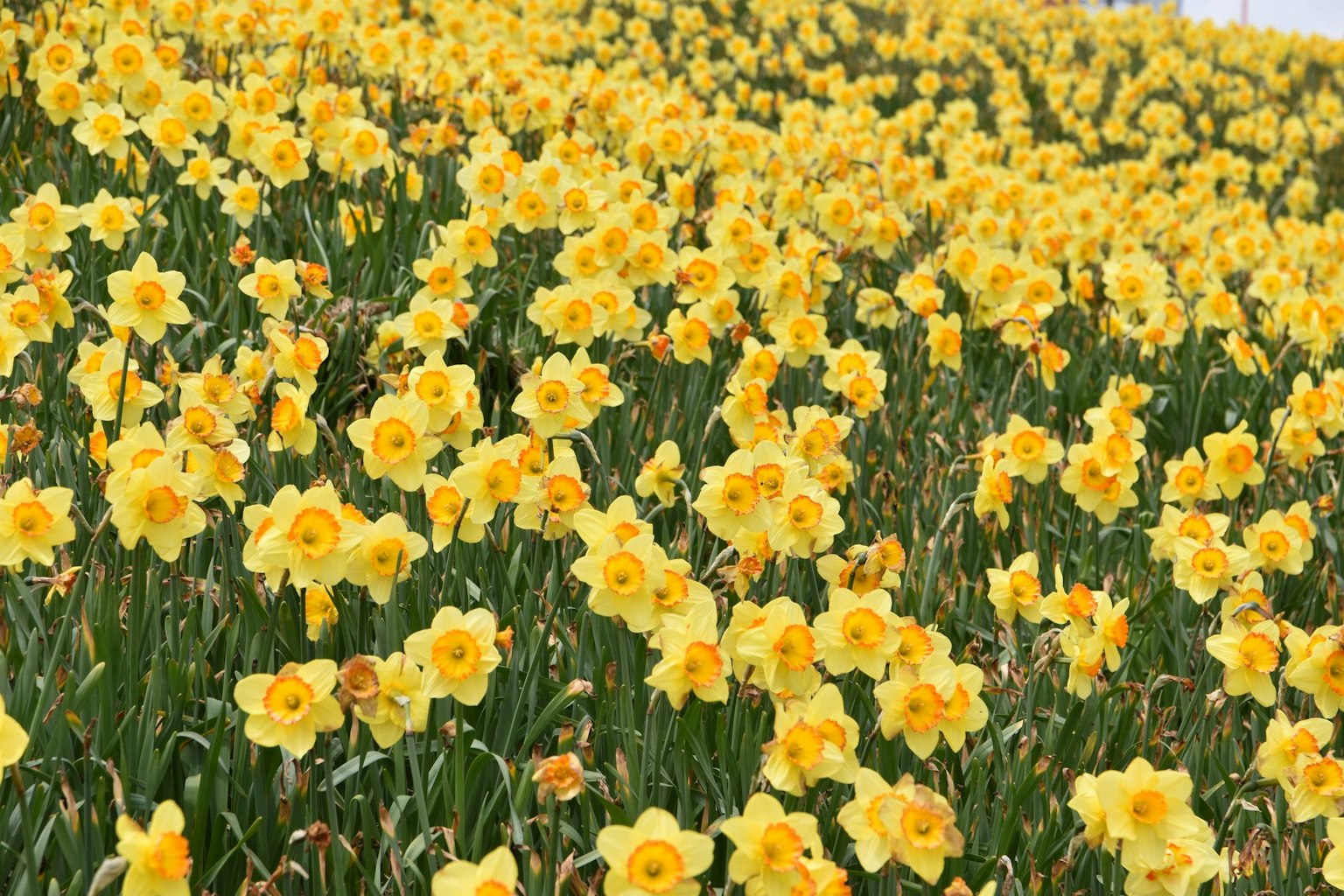 Lebendiges Feld mit blühenden gelben Narzissen