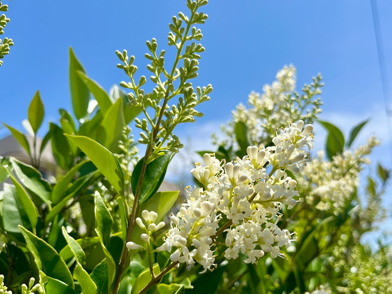 Primer plano de una planta con flores blancas y hojas verdes bajo un cielo azul