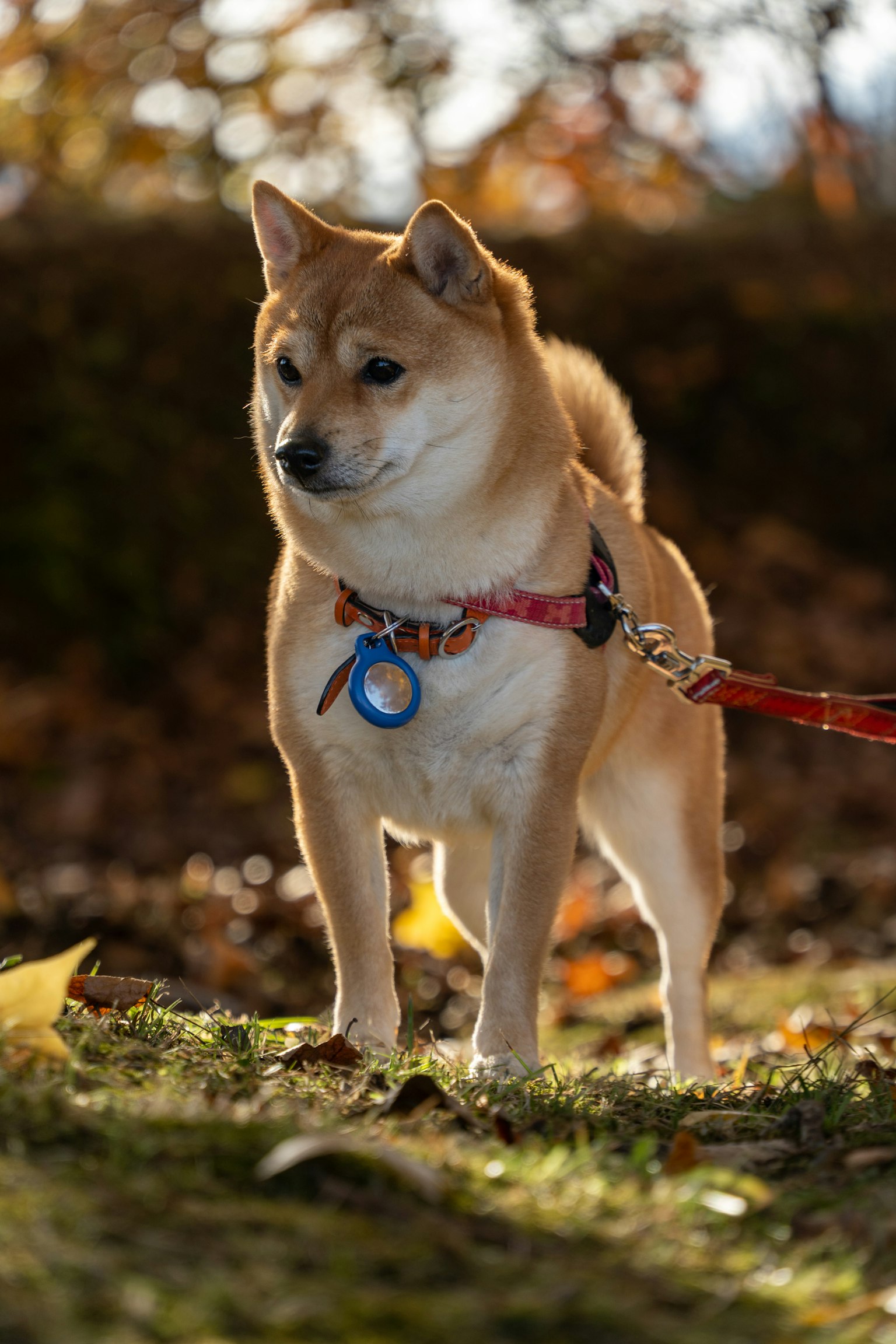 Chó Shiba Inu đứng trên dây xích trong công viên mùa thu