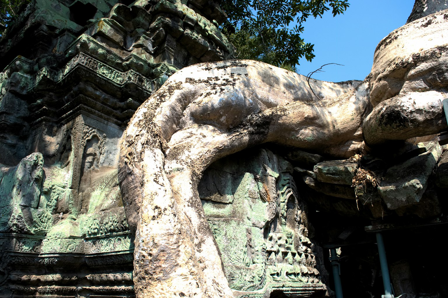 Massive tree roots intertwining with ancient temple ruins