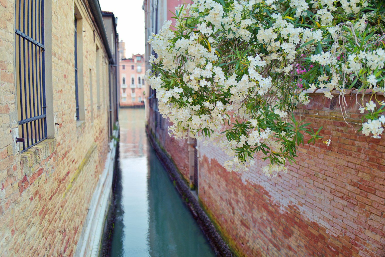 Canal étroit avec un arbre en fleurs à Venise