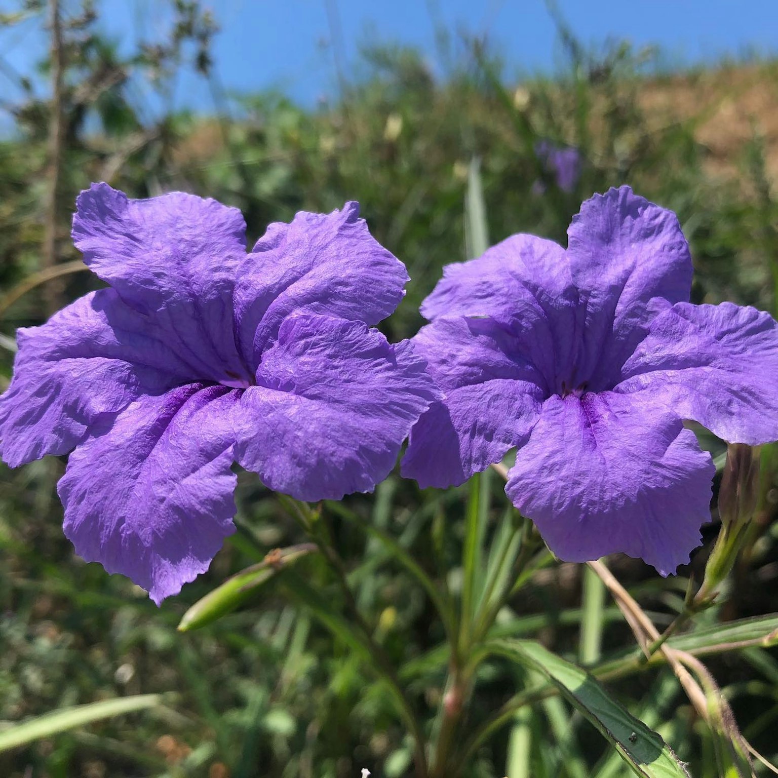 두 개의 생생한 보라색 꽃이 만개해 있다