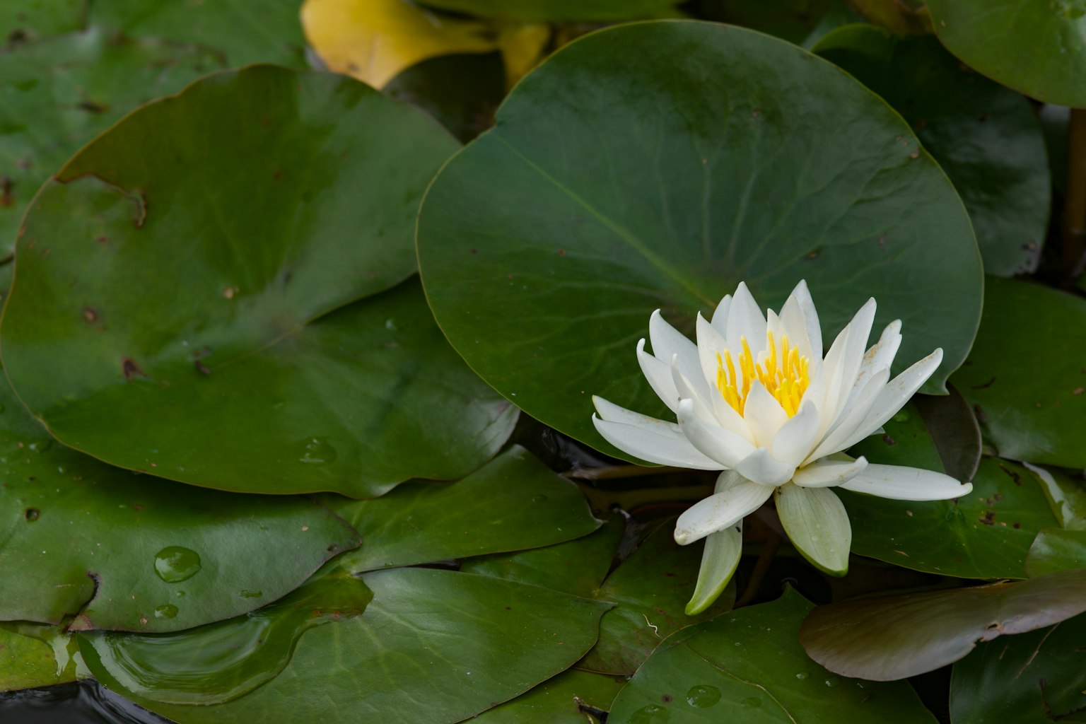 A white water lily blooming on green lily pads
