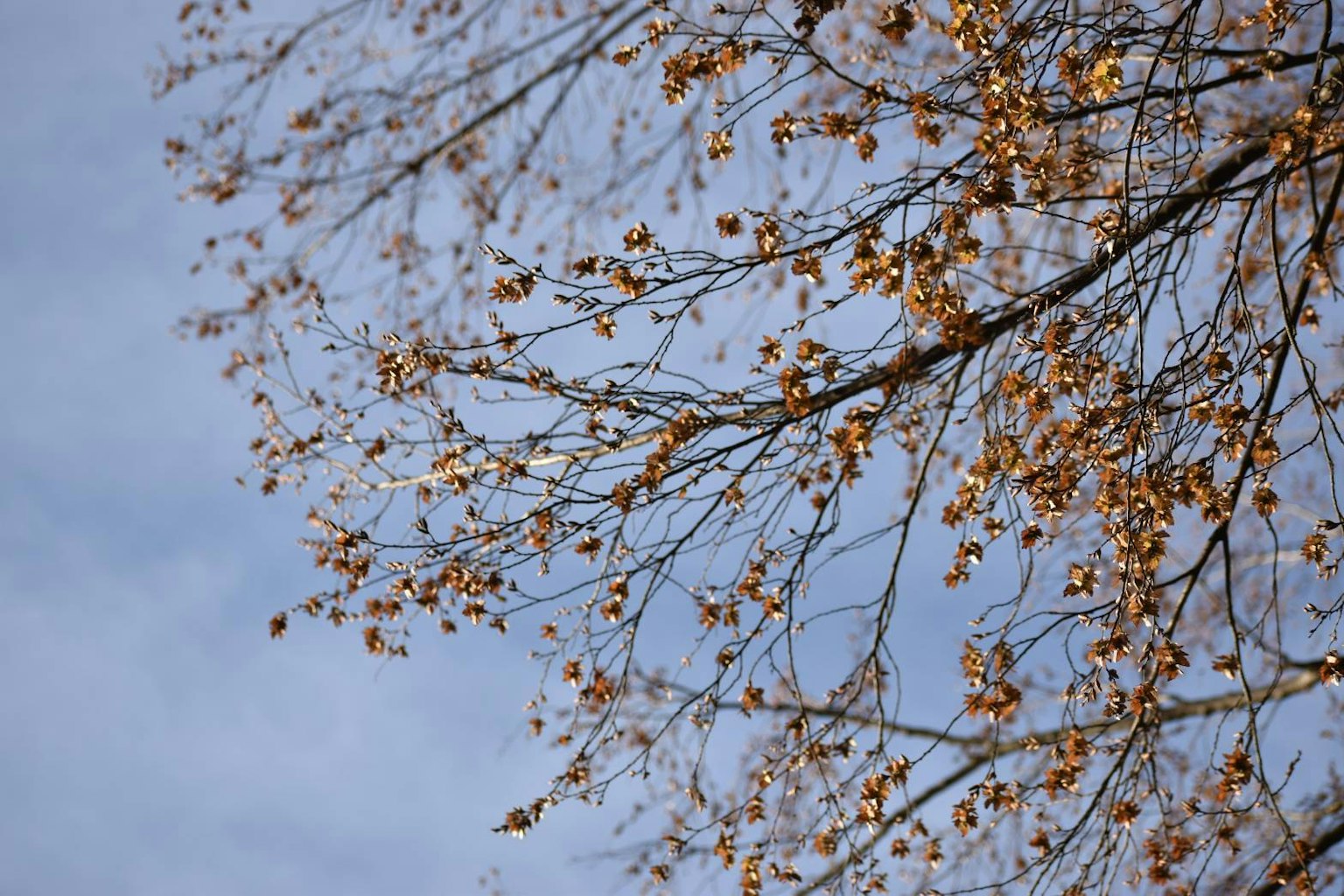 Rami di albero con foglie autunnali contro un cielo blu
