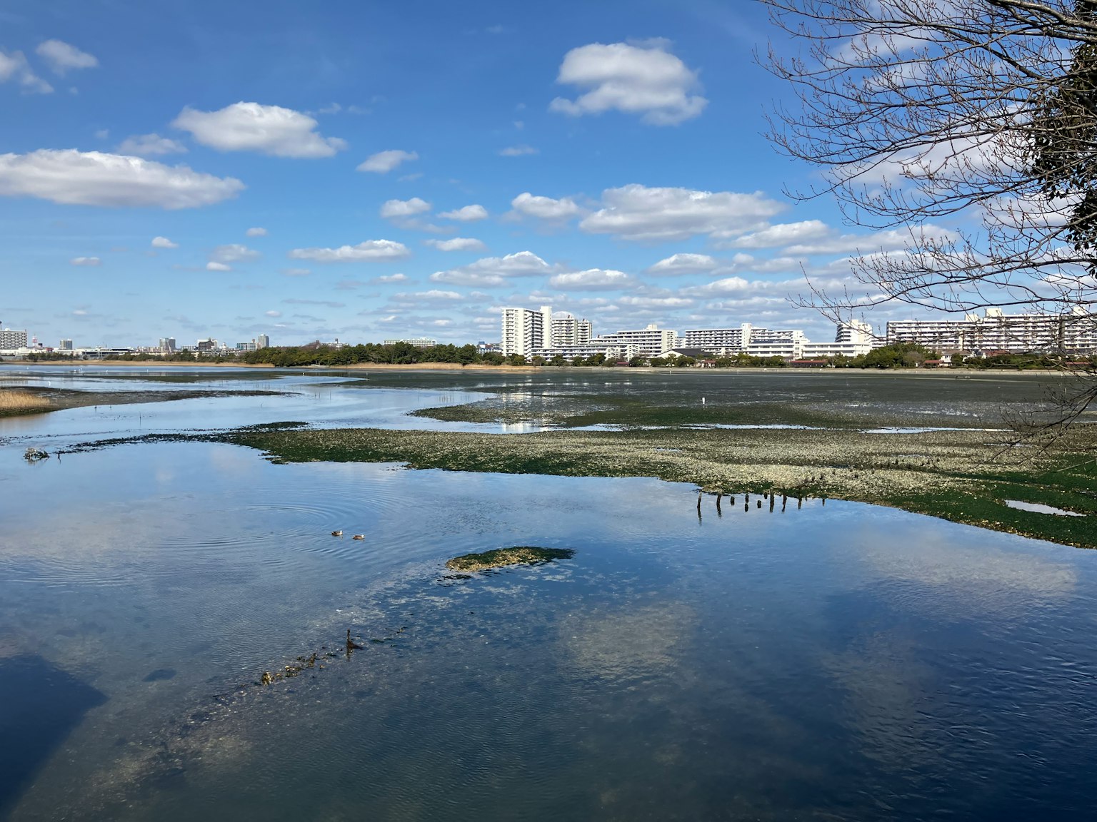Feuchtgebiet mit blauem Himmel und Wolken, die sich auf der Wasseroberfläche spiegeln und entfernten Gebäuden