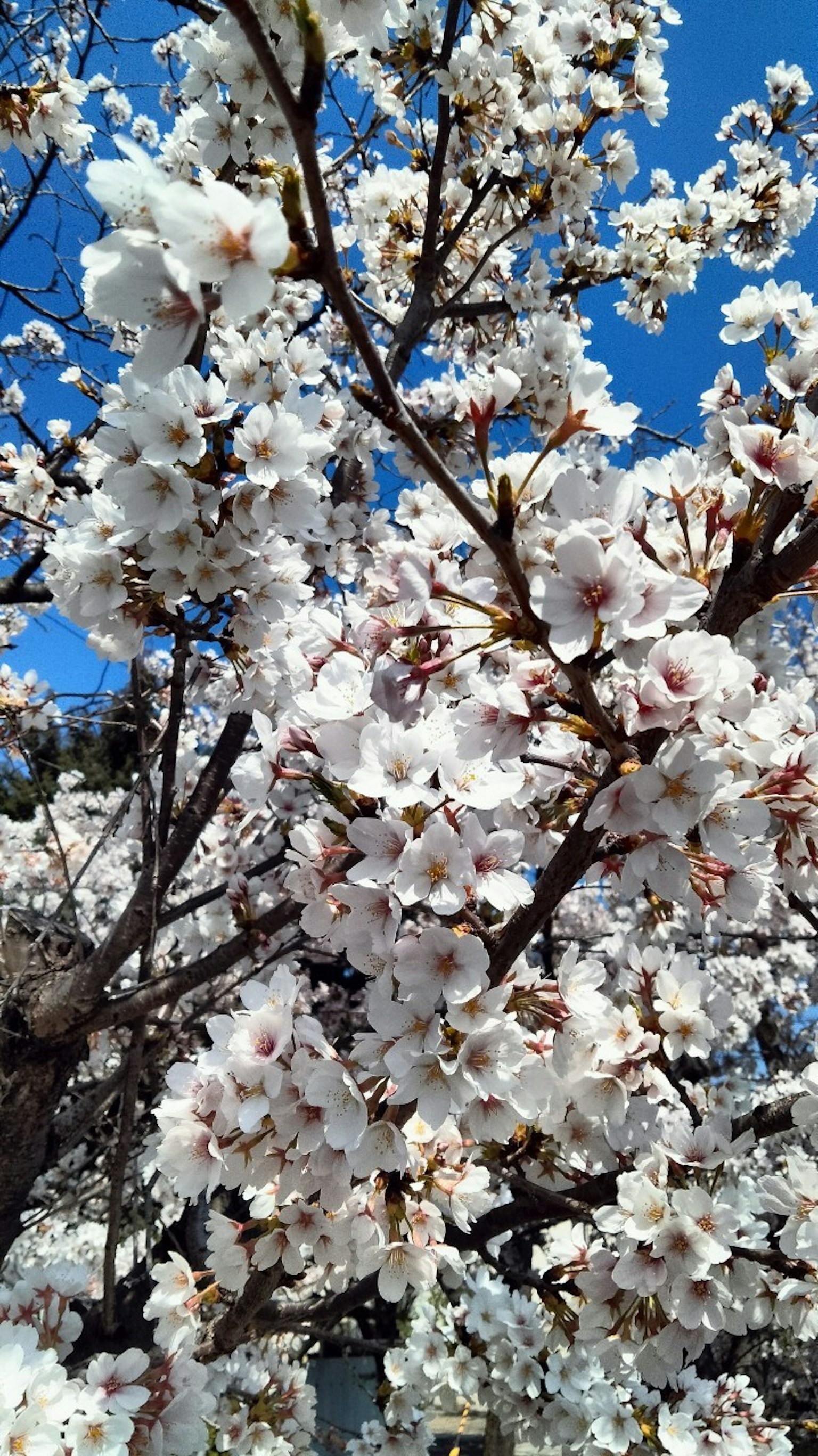 Branches of cherry blossoms in full bloom against a blue sky