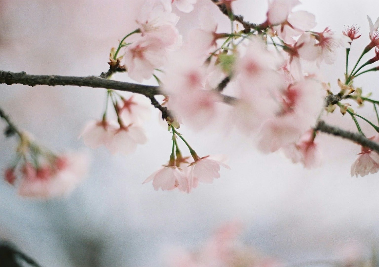 Close-up bunga sakura pink lembut di atas cabang