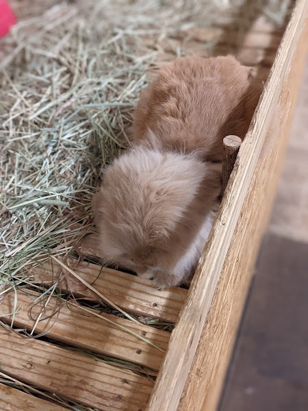 木箱の中で丸まる子犬