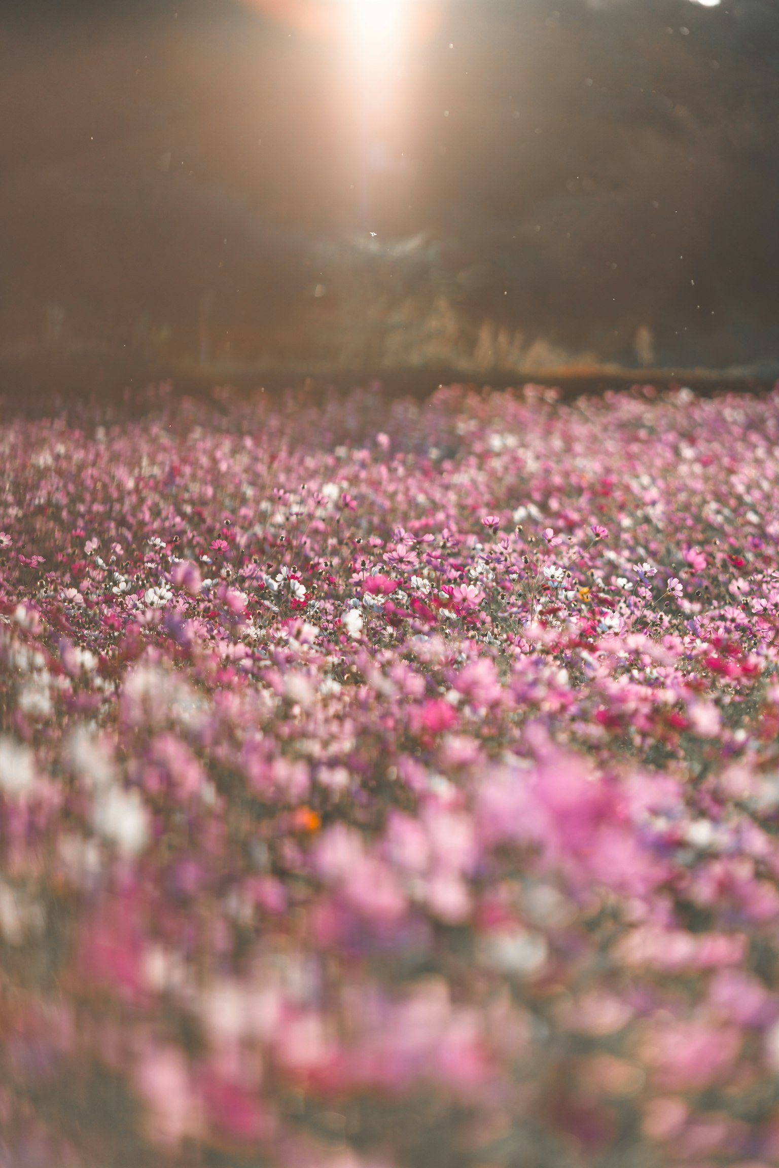 Un campo vibrante de flores coloridas en desenfoque
