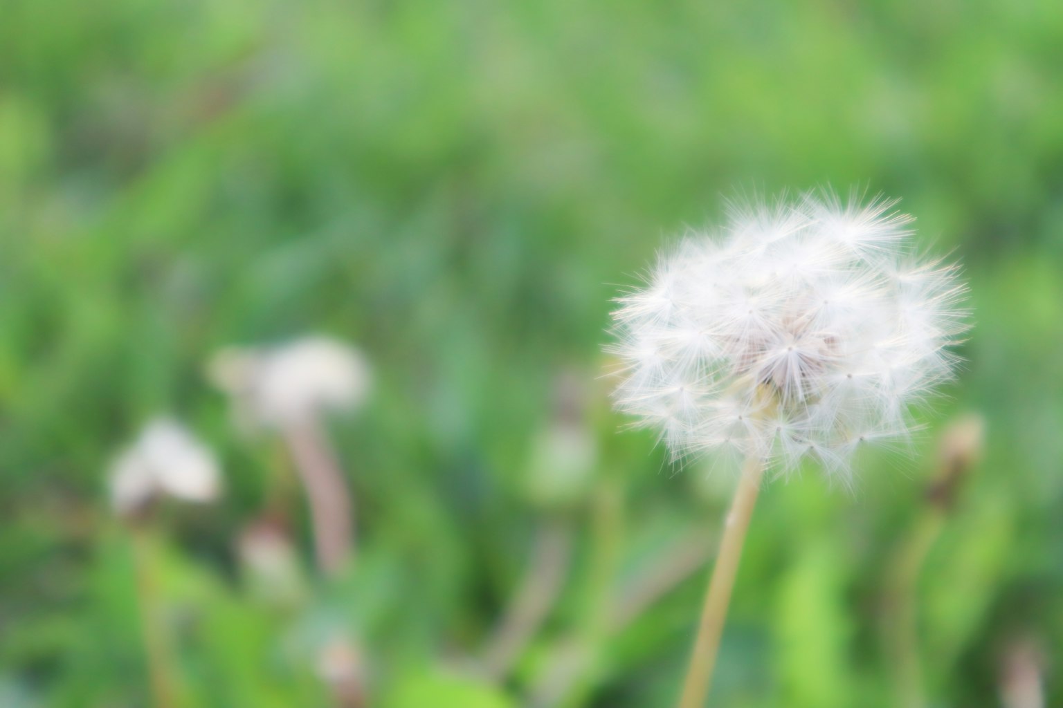 White dandelion fluff stands out against a green background