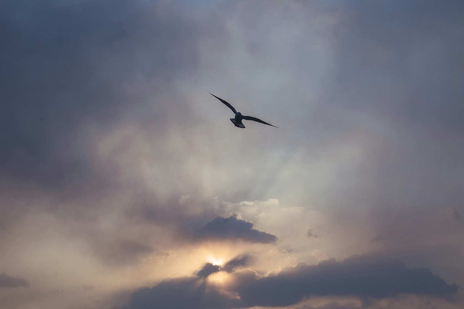 Bird flying against a backdrop of clouds and sunset