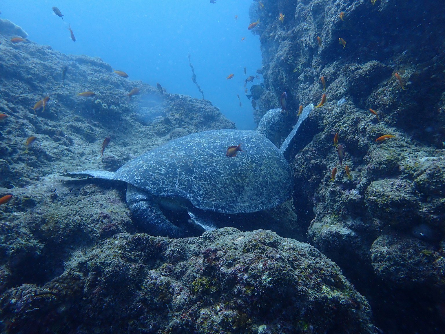 A large sea turtle near a coral reef underwater