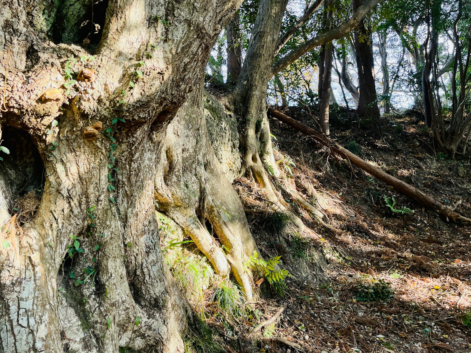Large tree roots sprawling across the ground surrounded by green plants