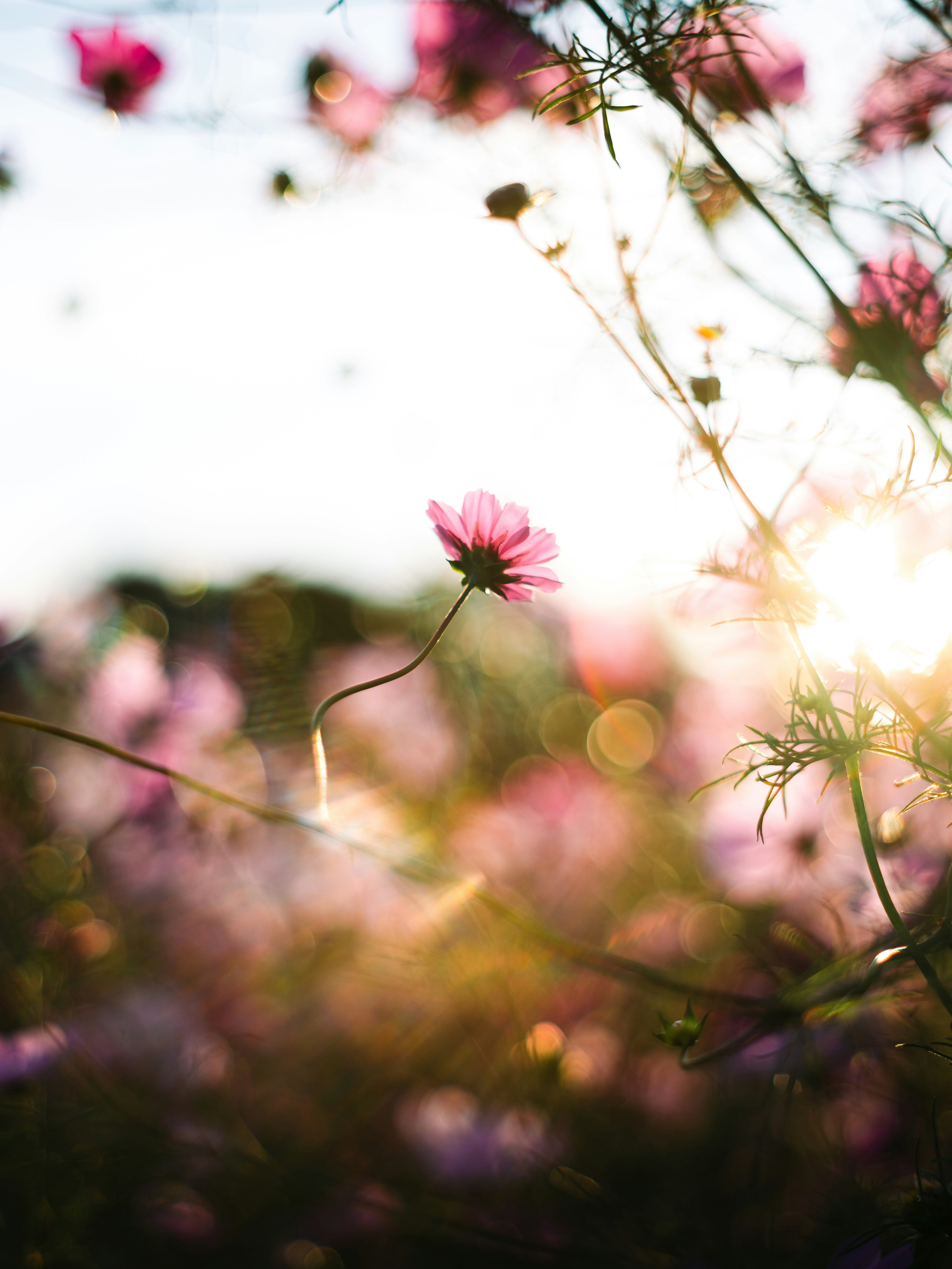 草むらに咲くピンクの花とボケた夕景