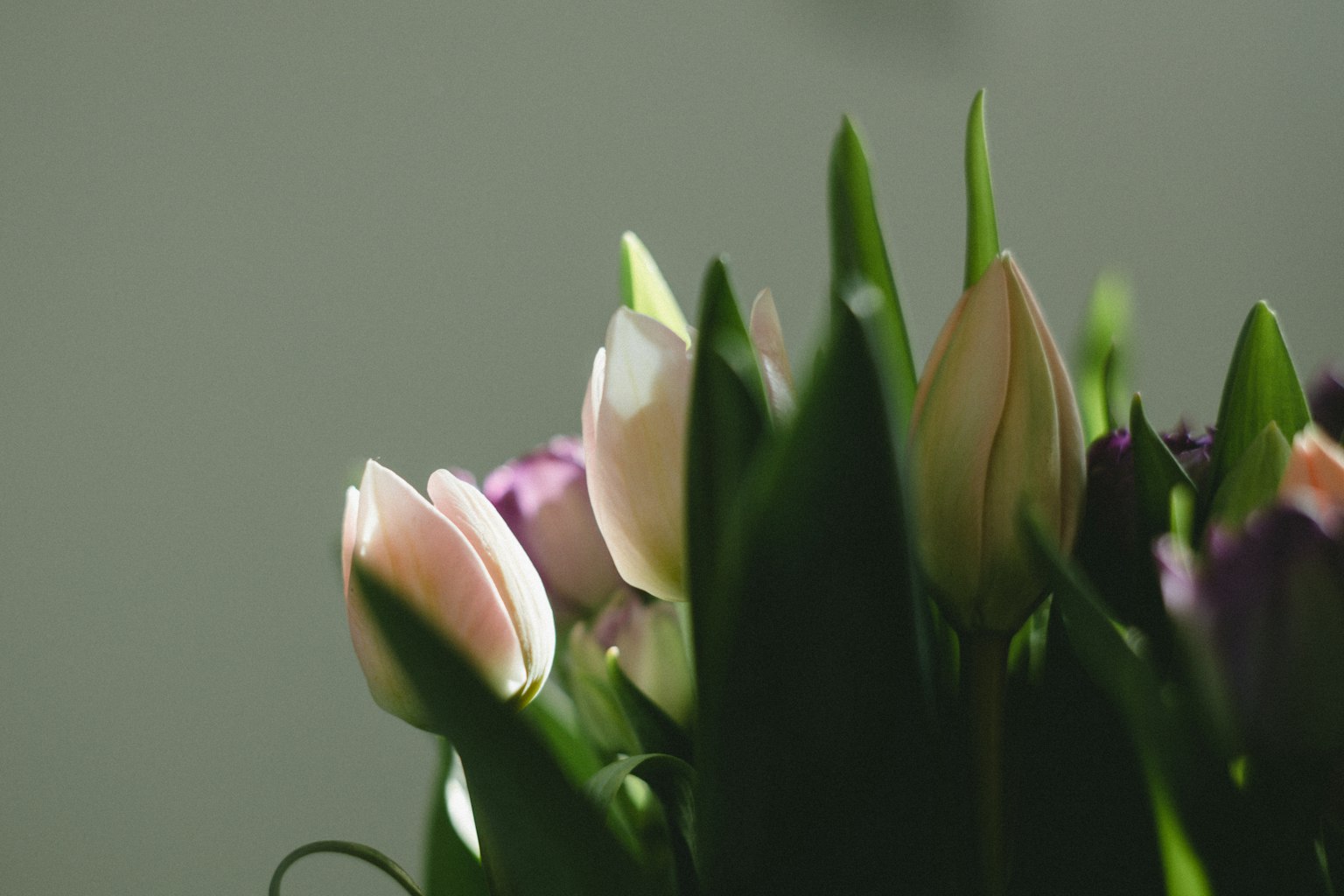 Tulipanes de colores suaves rodeados de hojas verdes