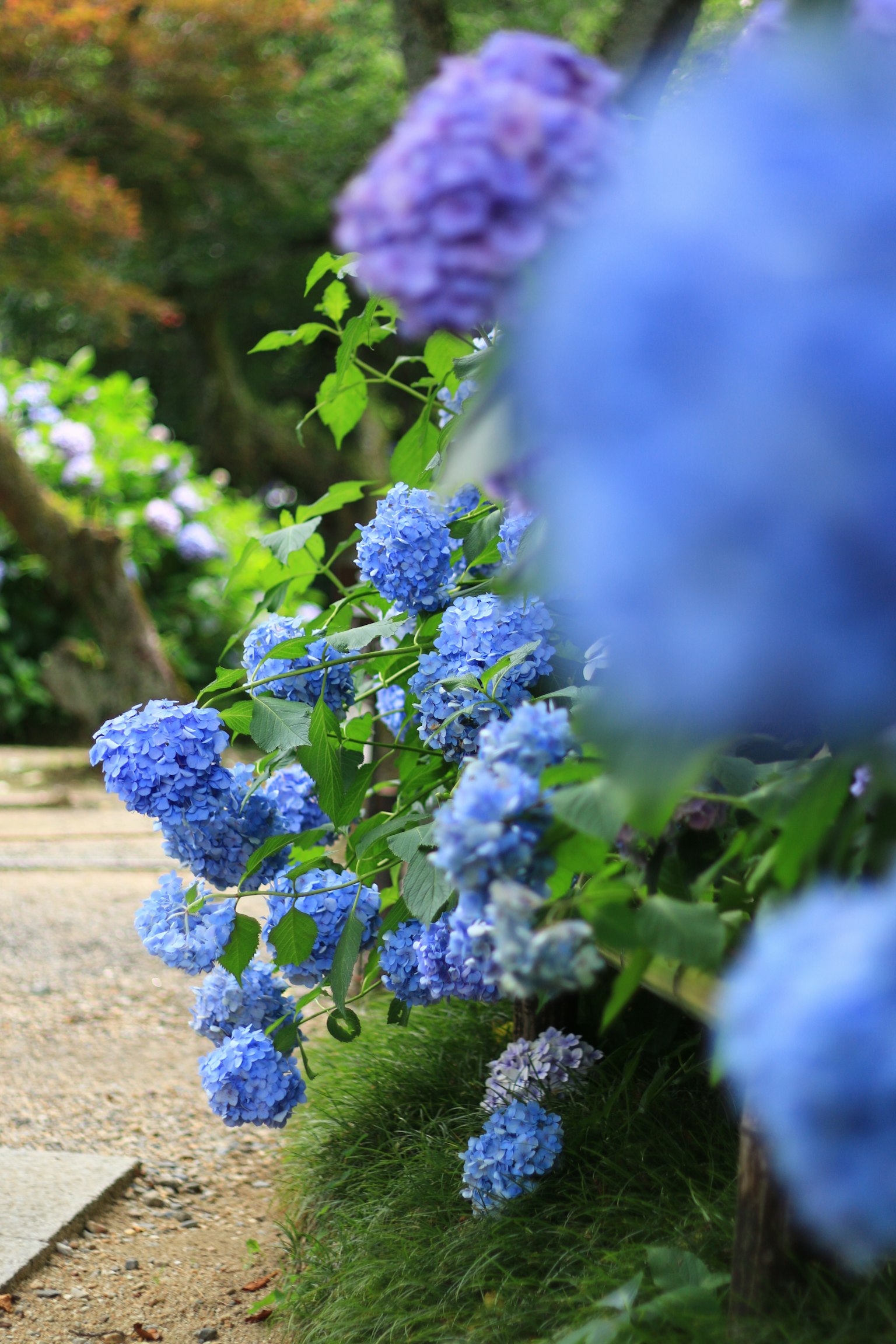 Ein Weg gesäumt von blauen Hortensien in einem Garten