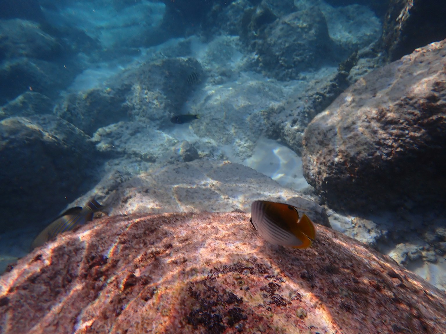 Nahaufnahme von Unterwasserfelsen und Fischen mit blauem Wasser und hellem Sonnenlicht