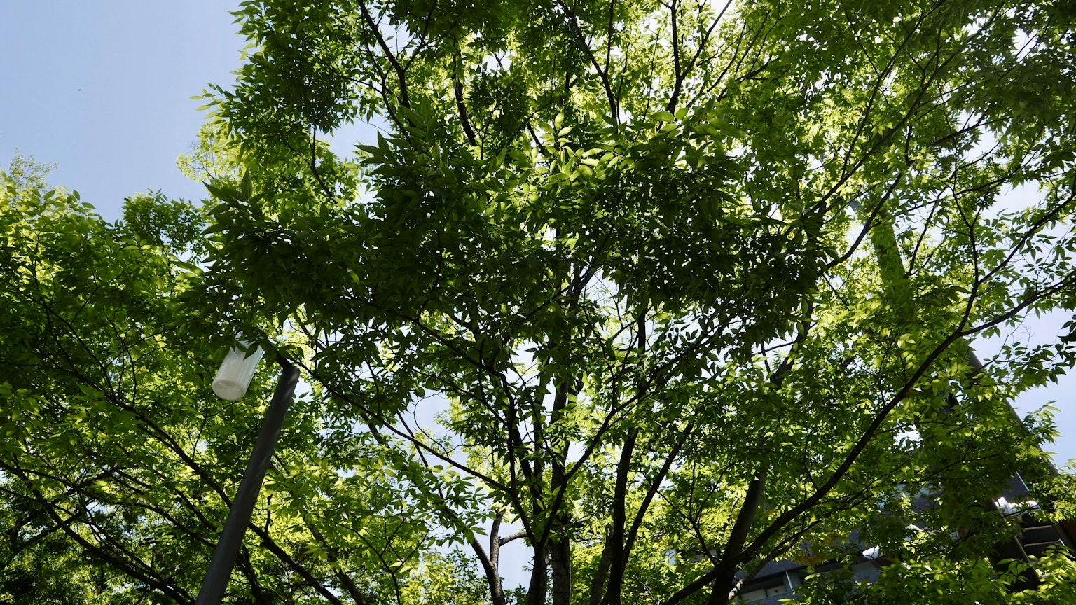Foglie di alberi verdi lussureggianti sotto un cielo blu chiaro