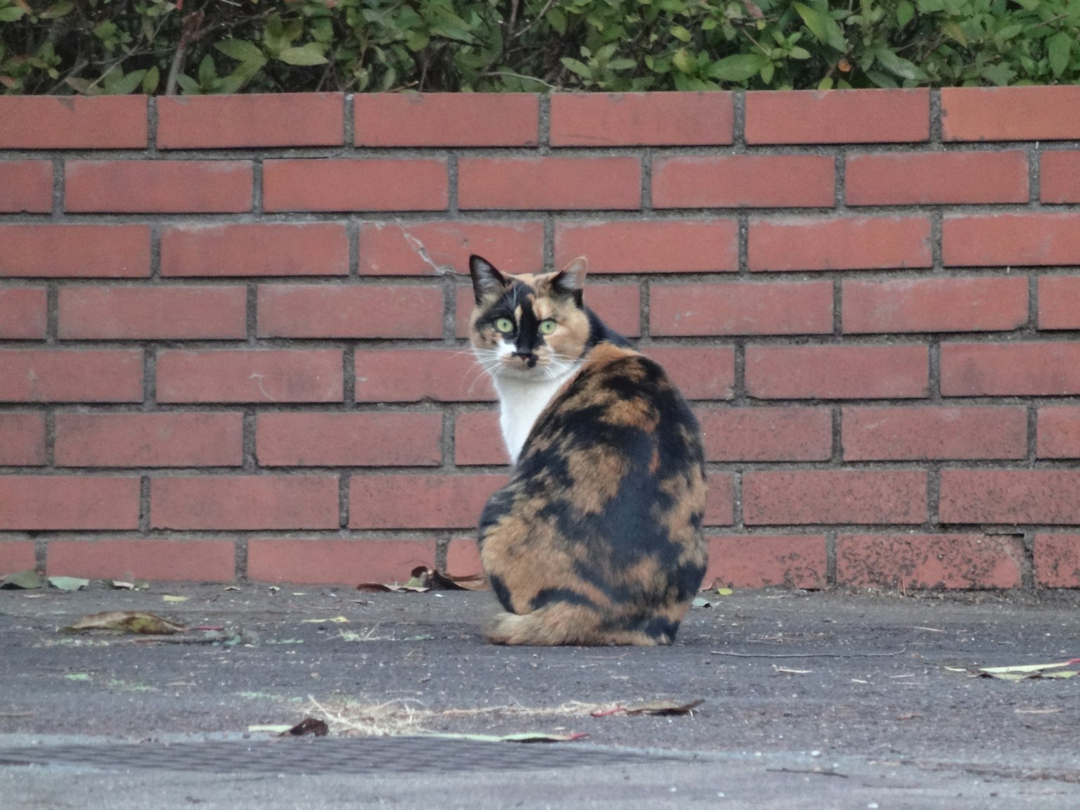 Eine tricolor Katze sitzt vor einer roten Ziegelmauer