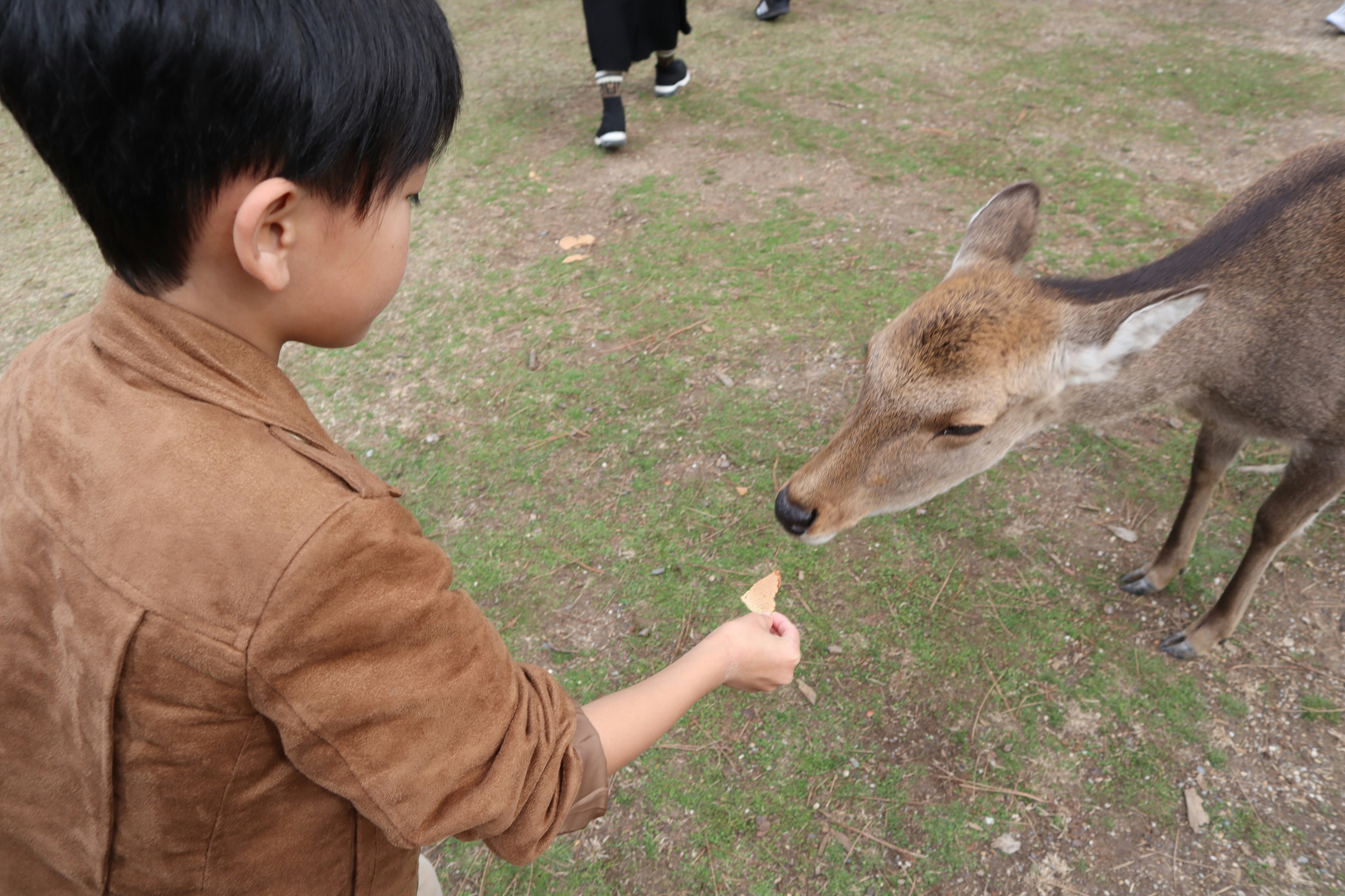 芝生の上で子どもが鹿にエサをあげている