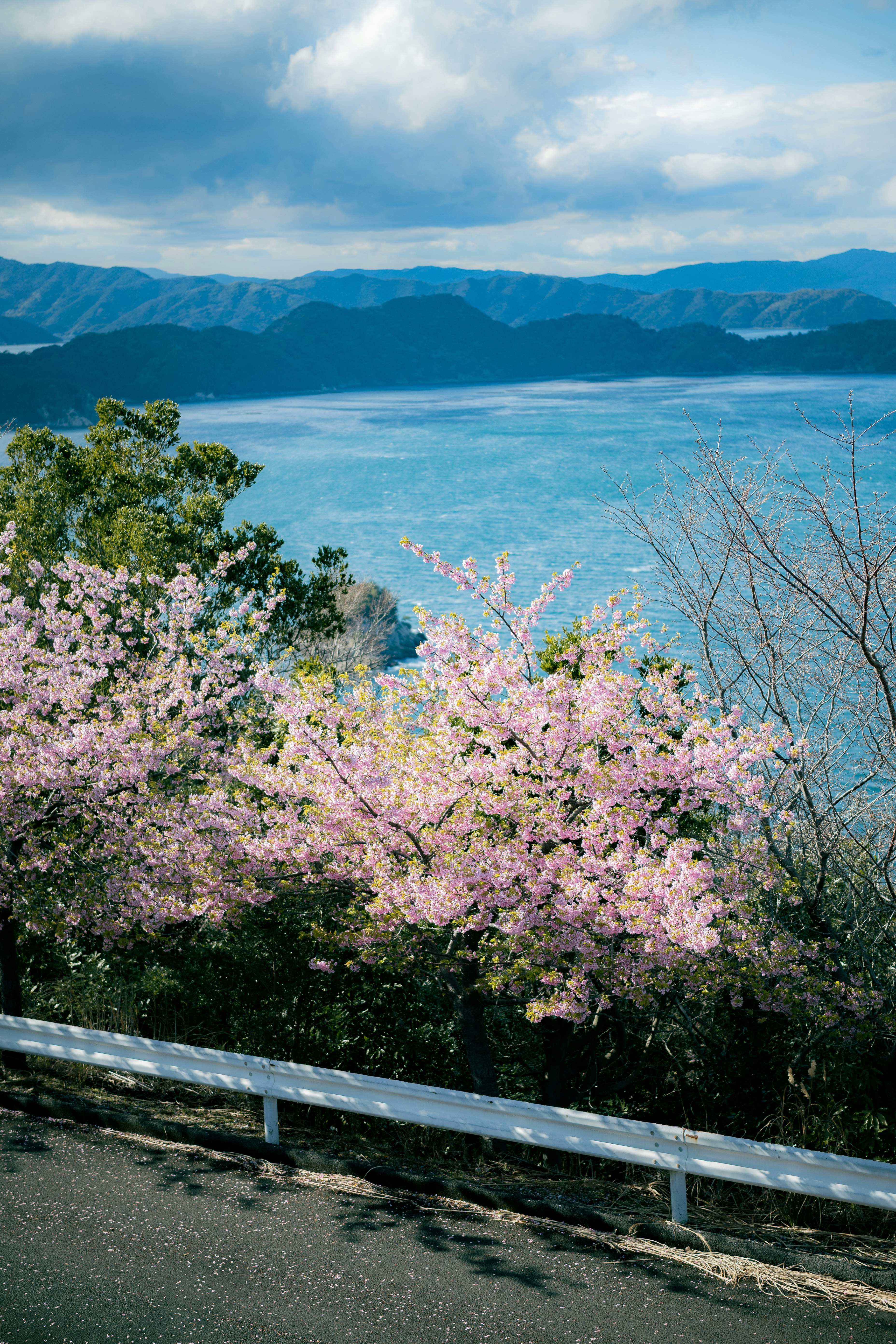 四里路地半島的河津櫻與海景
