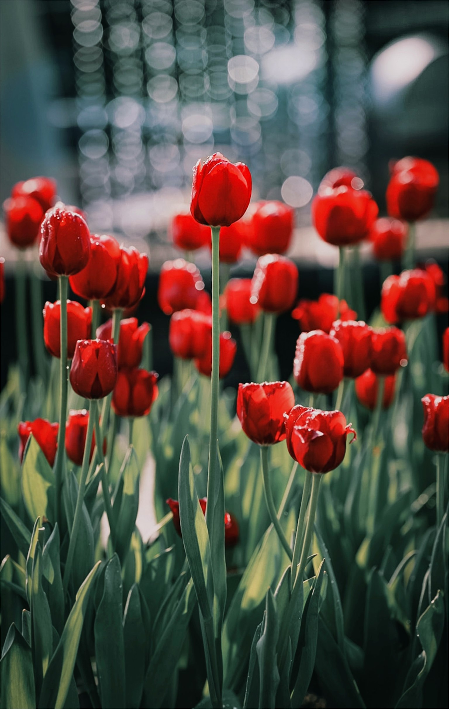 Eine Gartenszene mit blühenden roten Tulpen