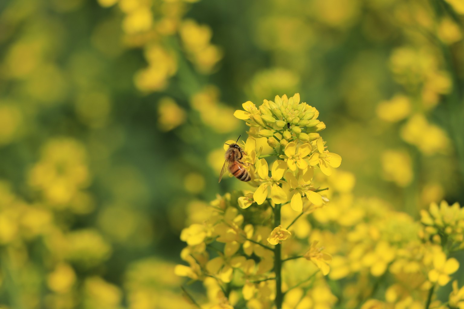 Cận cảnh của một con ong trên hoa vàng trong cánh đồng
