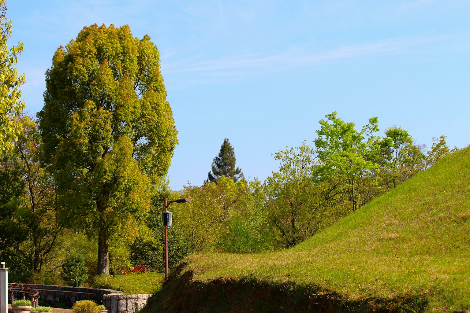 Paysage de parc luxuriant avec de grands arbres et un ciel bleu clair
