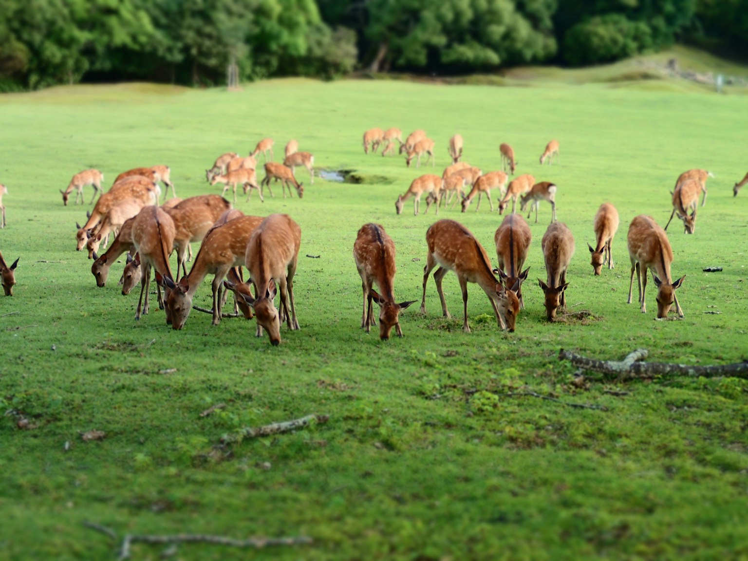 A landscape with numerous antelopes grazing on a green meadow